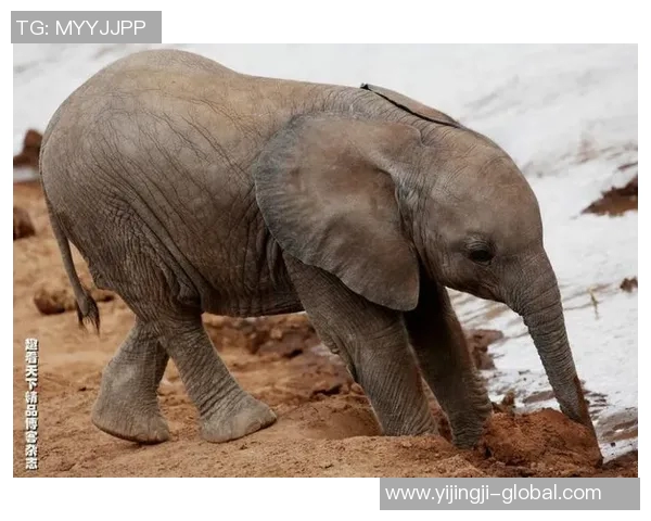 姚明与动物亲密合影展现温暖瞬间引发网友热议与感动